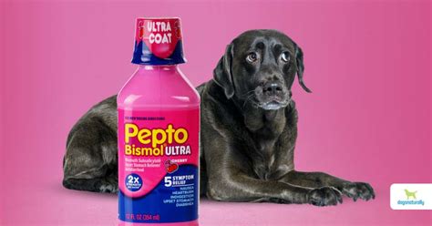Customer: Can dogs have pepto bismol for diarrhea. Answered by PitRottMommy in 1 min 3 years ago. PitRottMommy. 15+ years of experience. 64,412 satisfied customers. Specialities include: Dog Veterinary, Dog Medicine, Dog Diseases, Small Animal Veterinary. PitRottMommy, Expert. Hello, JACustomer. I have been a Veterinary Nurse …